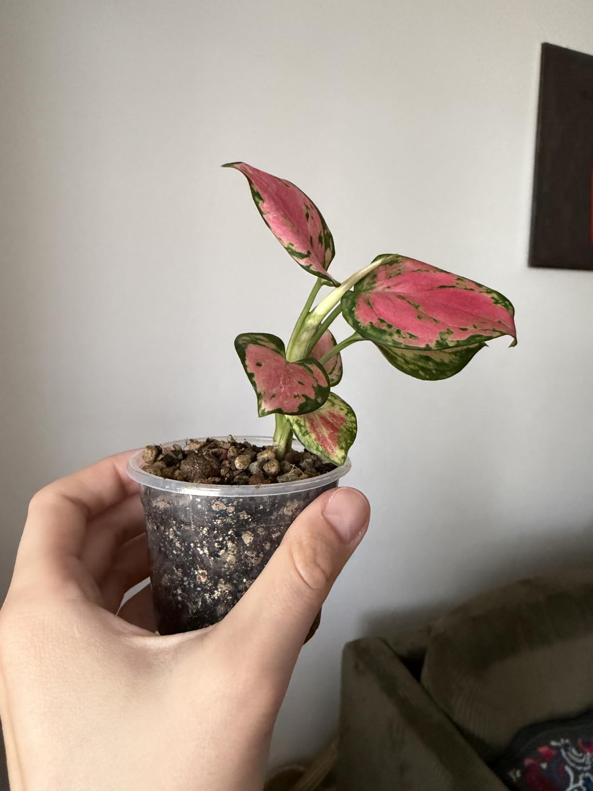 Kleiner Farbtupfer