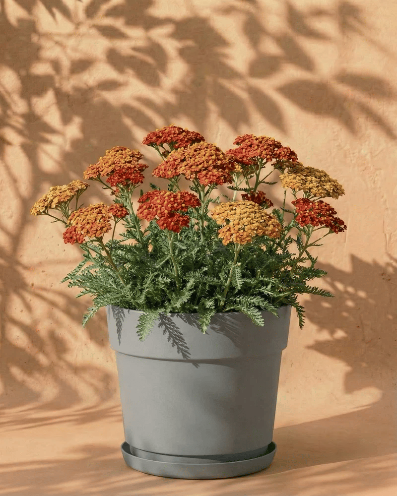 feey-amsterdam-schafgarbe-rhizome-orange-braun-3-stk-bienen image 8