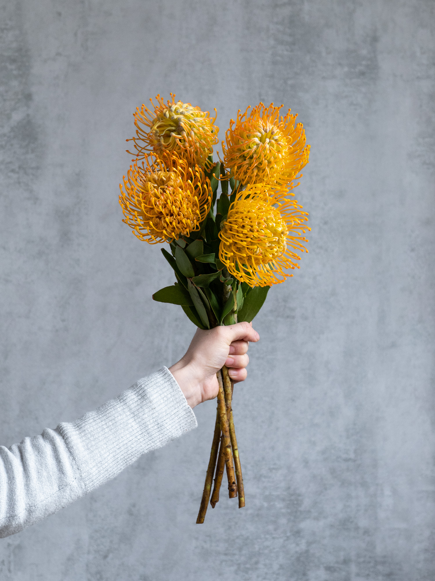 blumigo-proteen-nadelkissen-protea-jelena-gelb-blume image 4