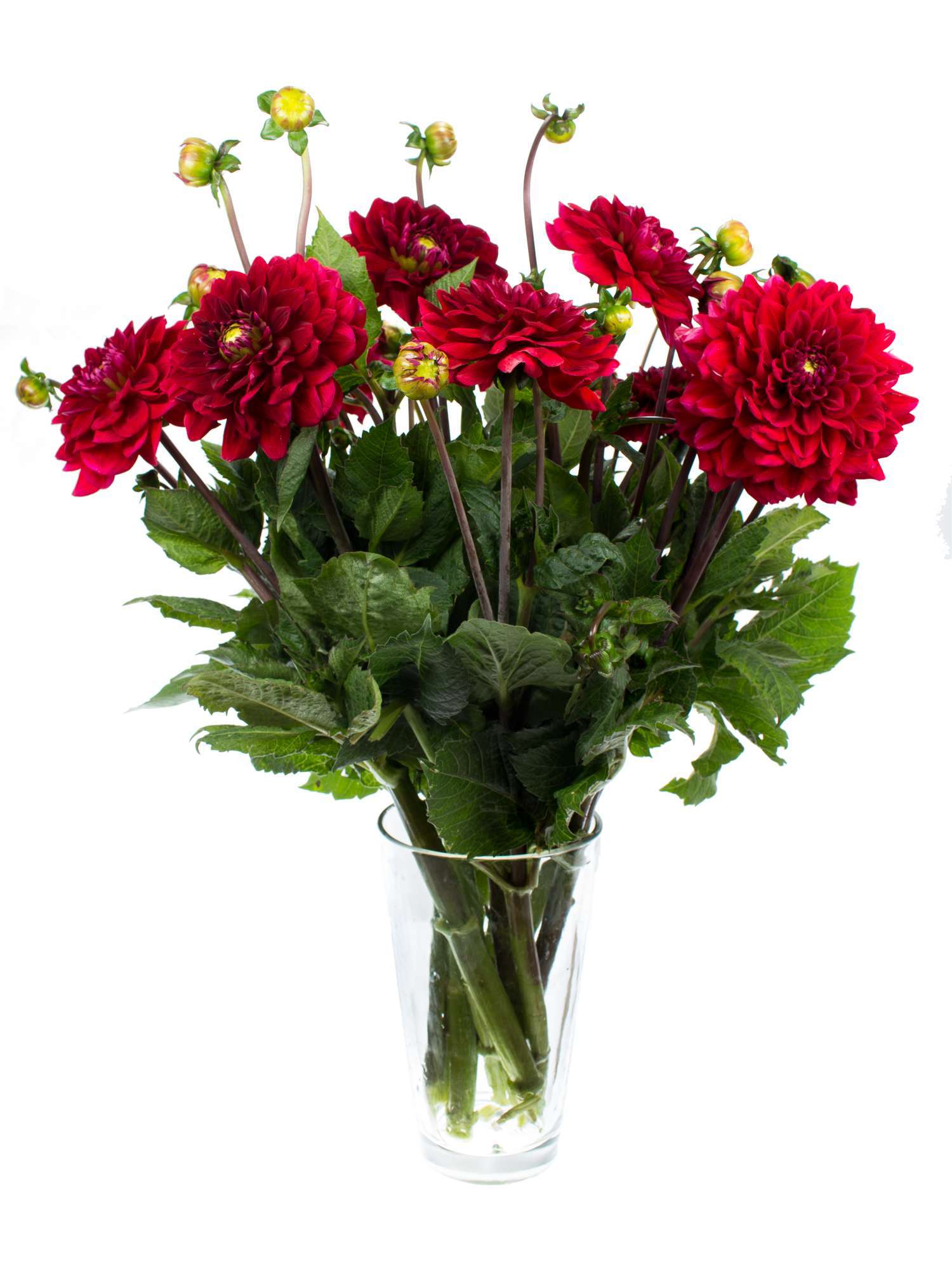 blumigo-dahlien-red-runner-schnittblumen-dunkelrot image 2