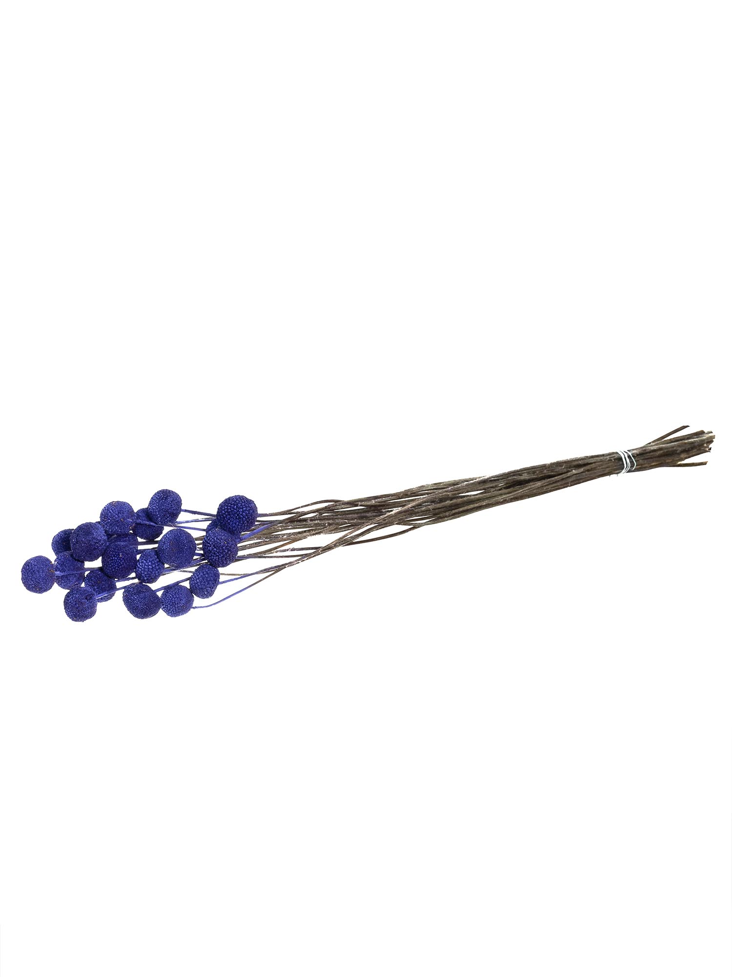 blumigo-trockenblumen-craspedia-trockenblume-violett image 3
