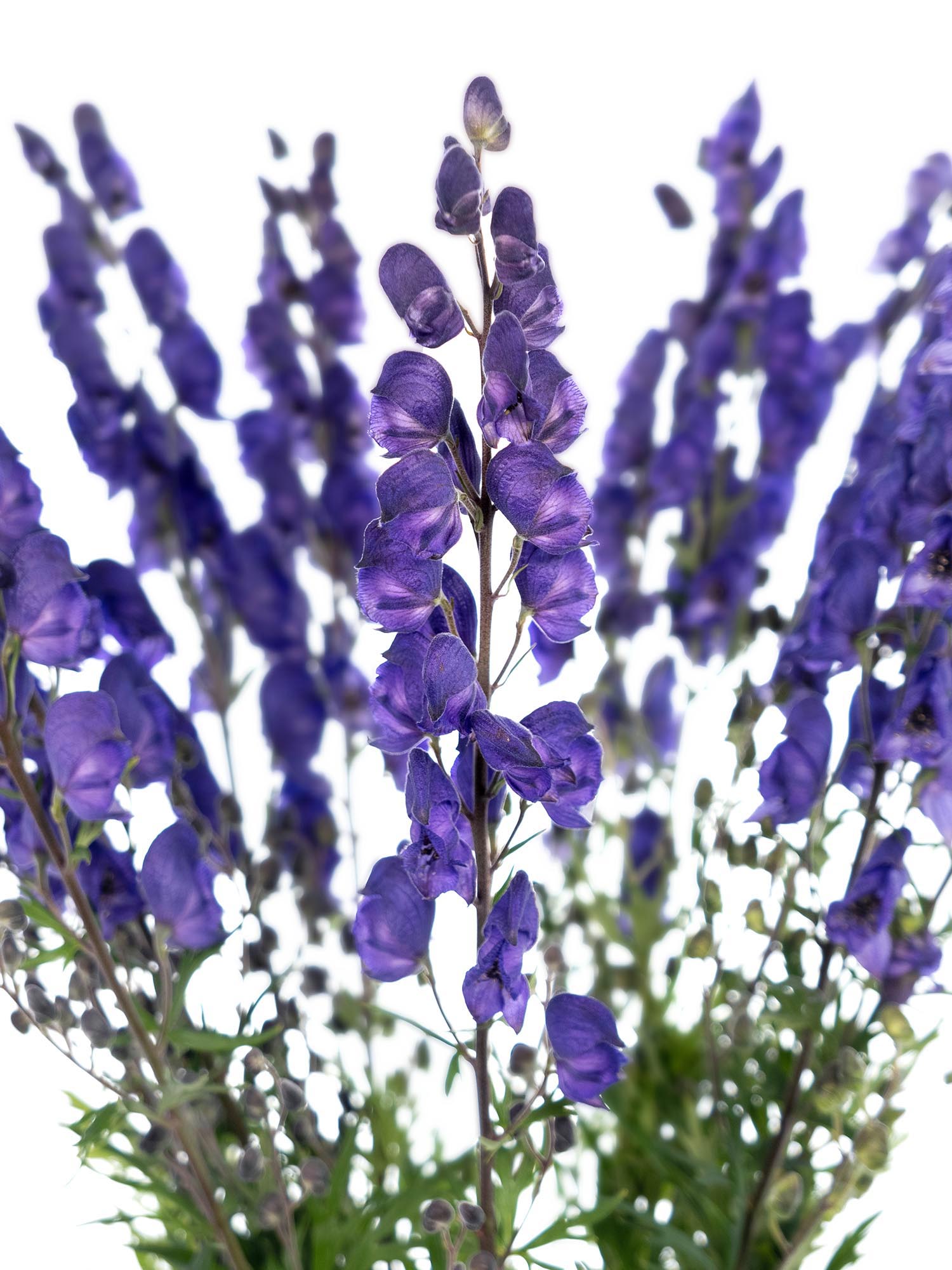 blumigo-blattwerk-eisenhut-napelius-schnittblume-blau-violett image 1