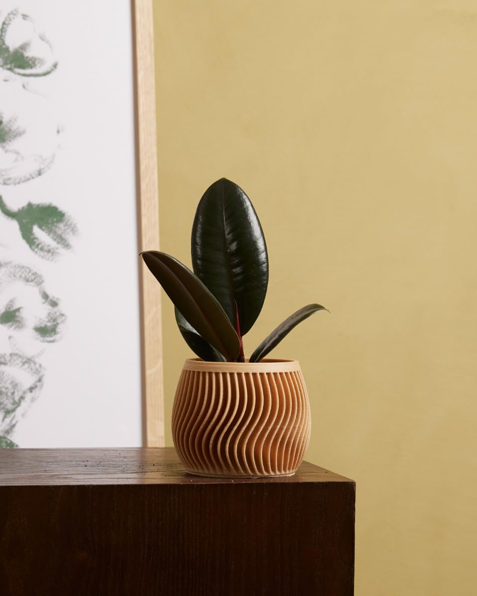plnts-baby-ficus-robusta-gummibaum-zimmerpflanze-15-cm image 3