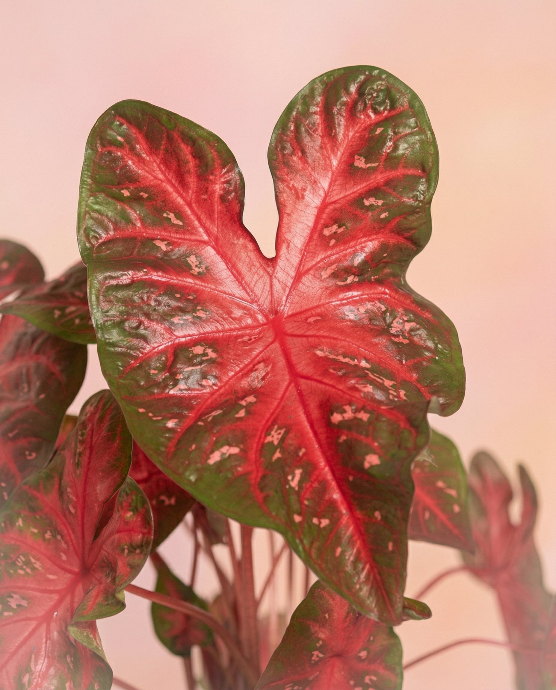 feey-variado-caladium-red-flash-zimmerpflanze-ohne-topf image 2