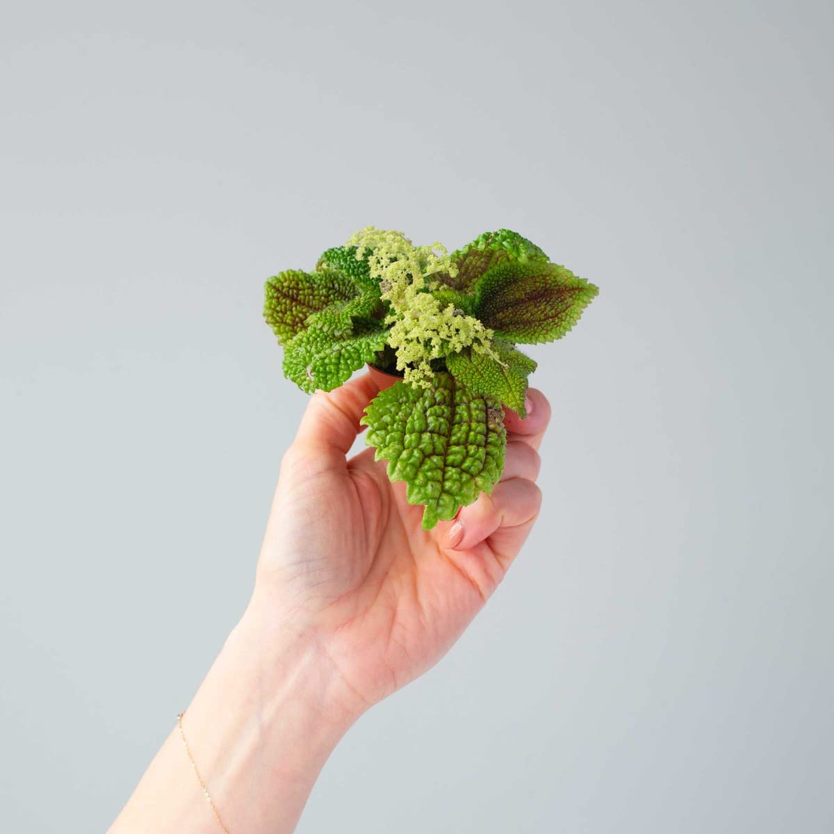 plnts-babyplnts-pilea-moon-valley-zimmerpflanze-6cm-topf image 6
