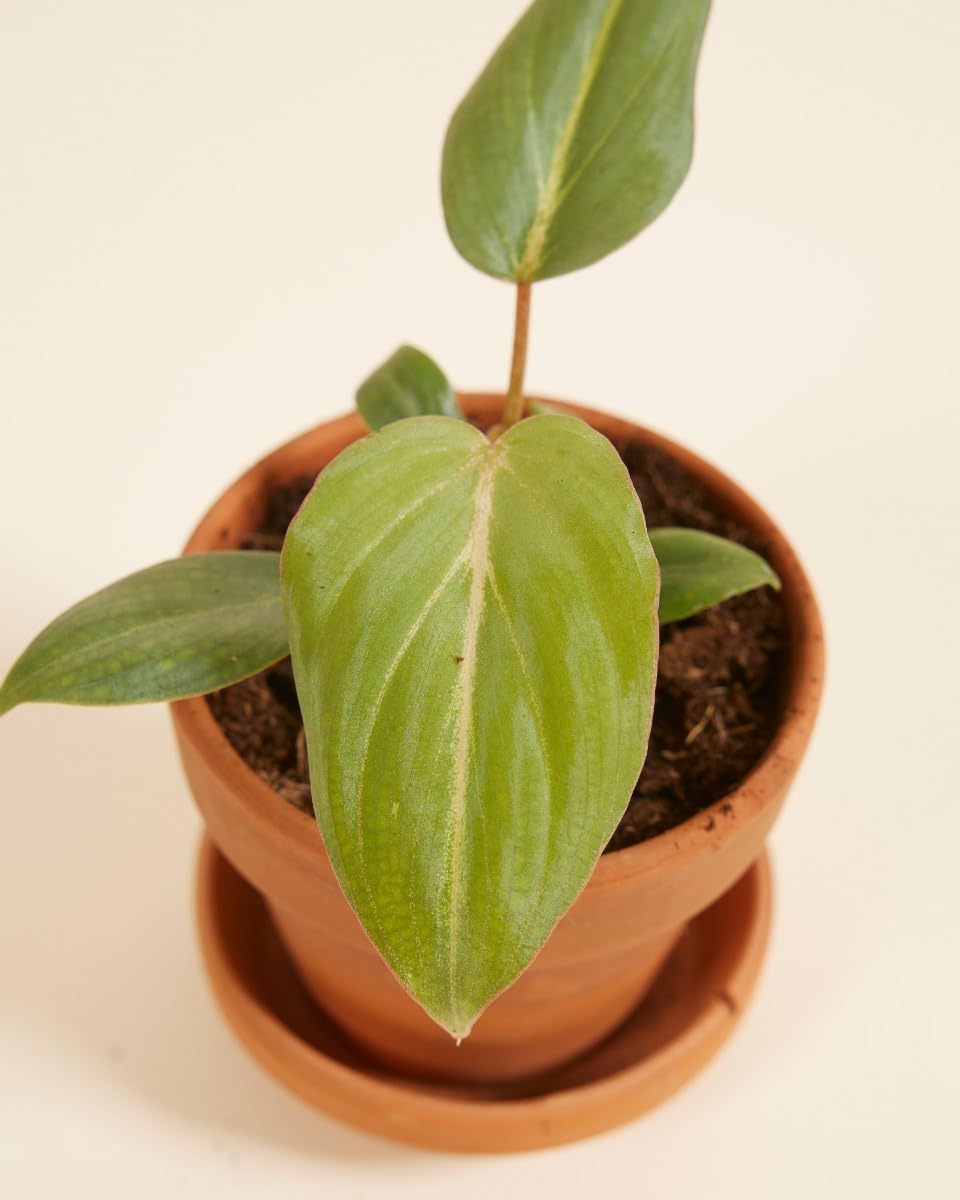 plnts-babyplnts-philodendron-gloriosum-dark-form-baby-10cm image 3