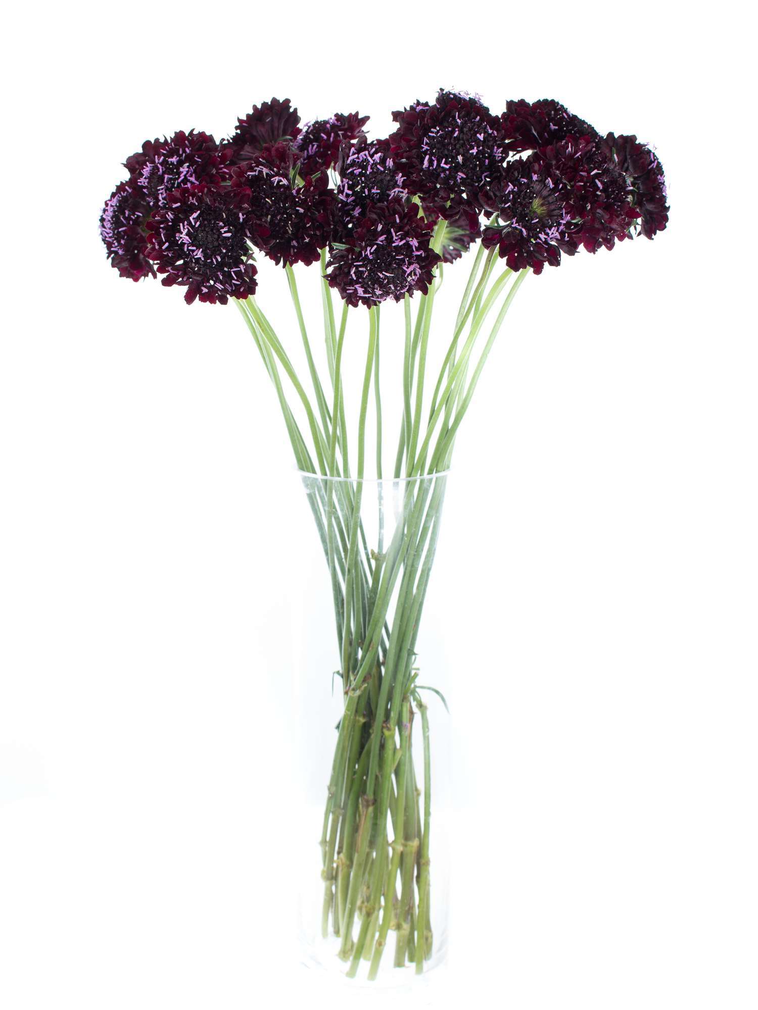 blumigo-skabiosen-schnittblume-dunkelviolett-bindegr-n image 2