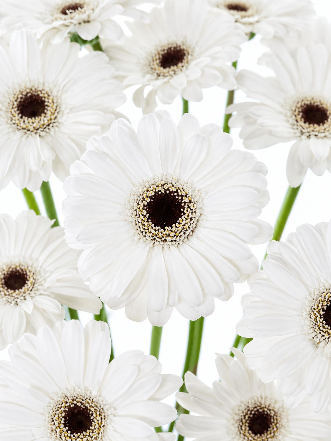 blumigo-gerbera-mini-snowy-wei-e-germini-blume image 1
