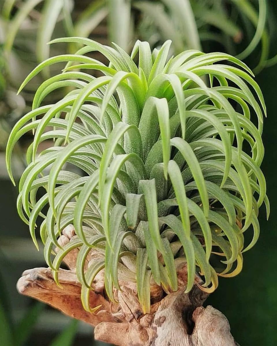 plnts-babyplnts-tillandsia-ionantha-luftpflanze-baby-5-cm image 5