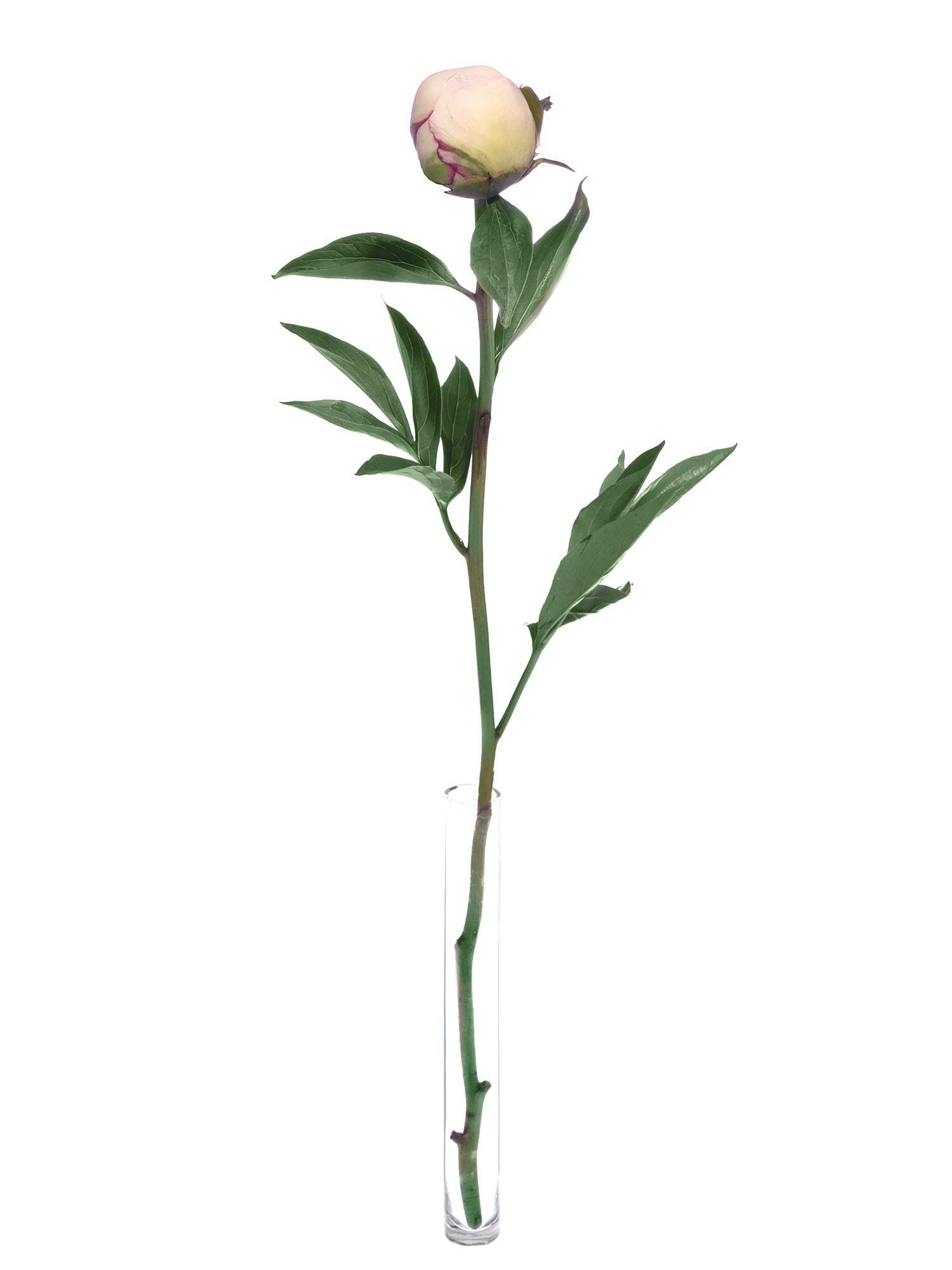 blumigo-pfingstrosen-mothers-choice-schnittblume-wei-rosa image 4