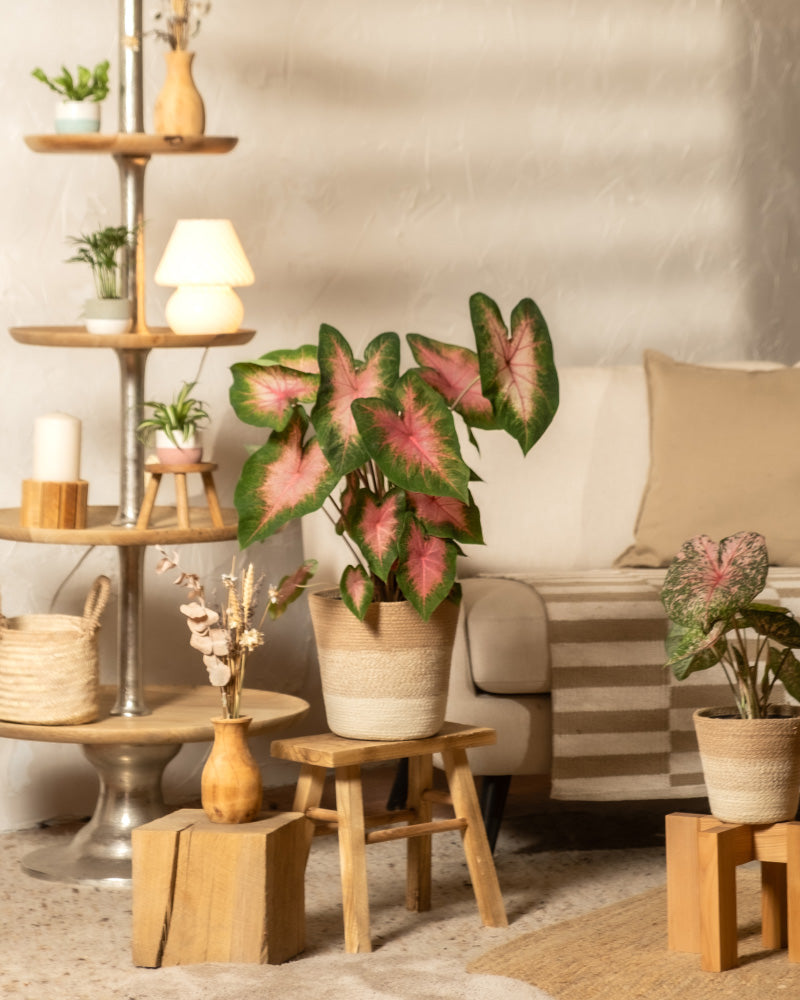 feey-variado-caladium-kathleen-zimmerpflanze-ohne-bertopf-rosa image 4