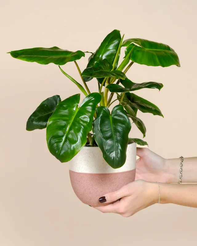 feey-variado-philodendron-burle-marx-zimmerpflanze-ohne-bertopf image 1