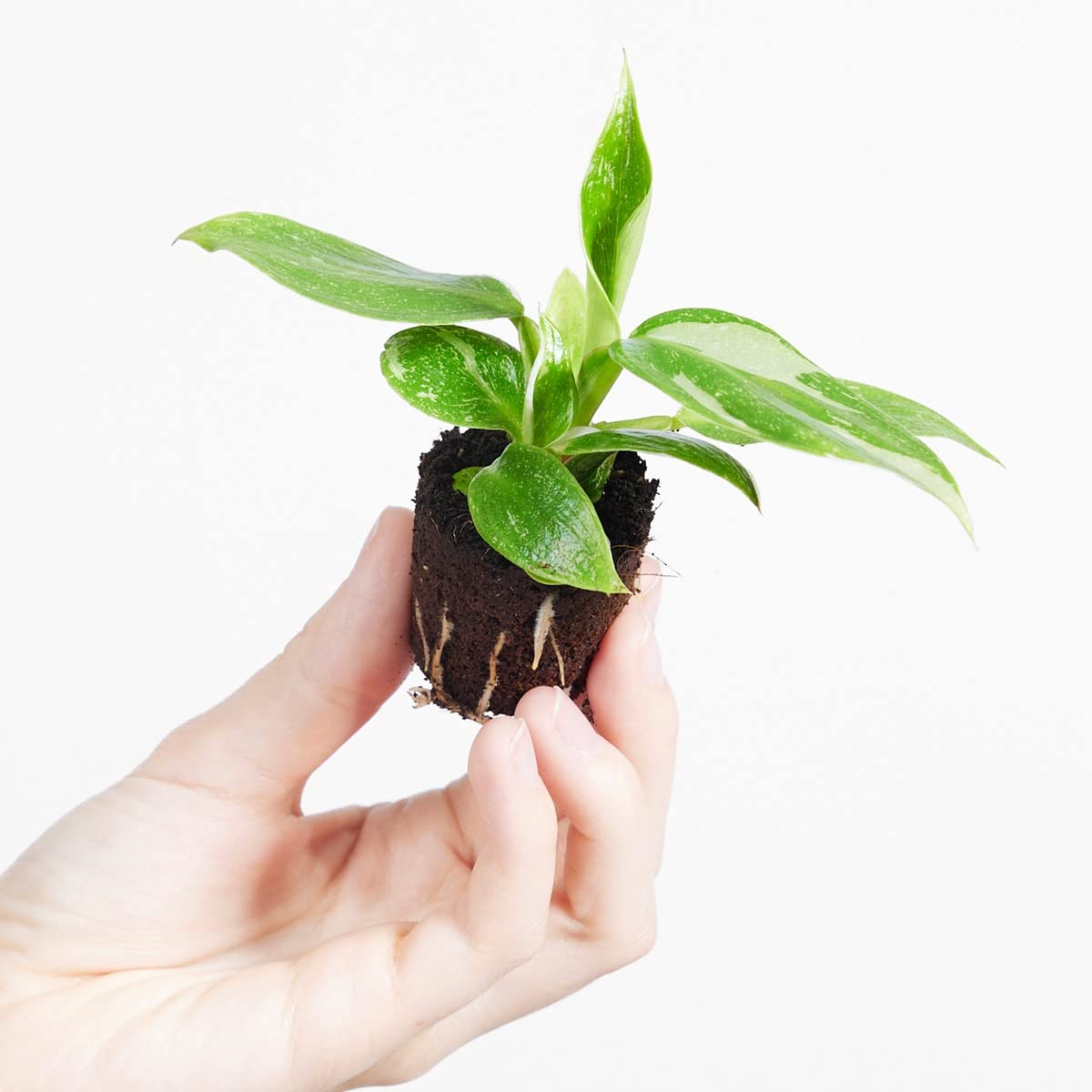 plnts-babyplnts-philodendron-white-princess-zimmerpflanze-8cm image 8