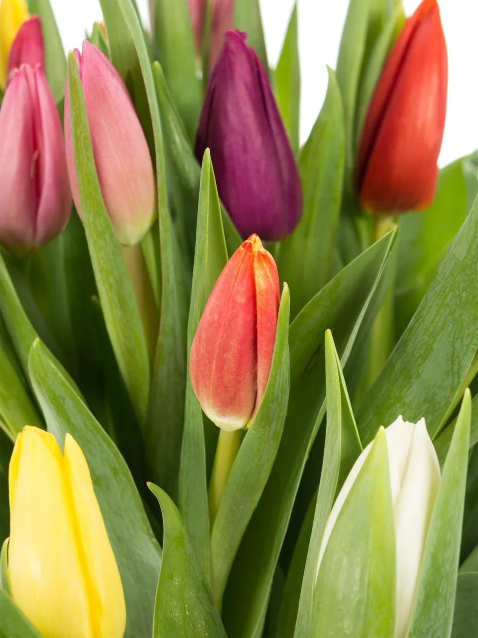 blumigo-tulpen-bunte-mischung-schnittblumen-bund image 1