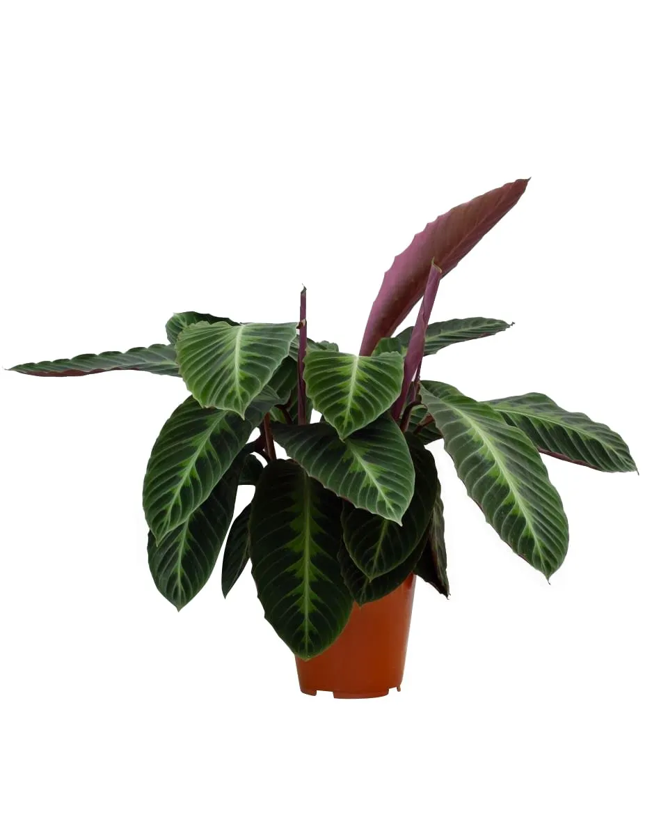 plnts-rareplnts-calathea-warscewiczii-gebetspflanze-60cm image 1