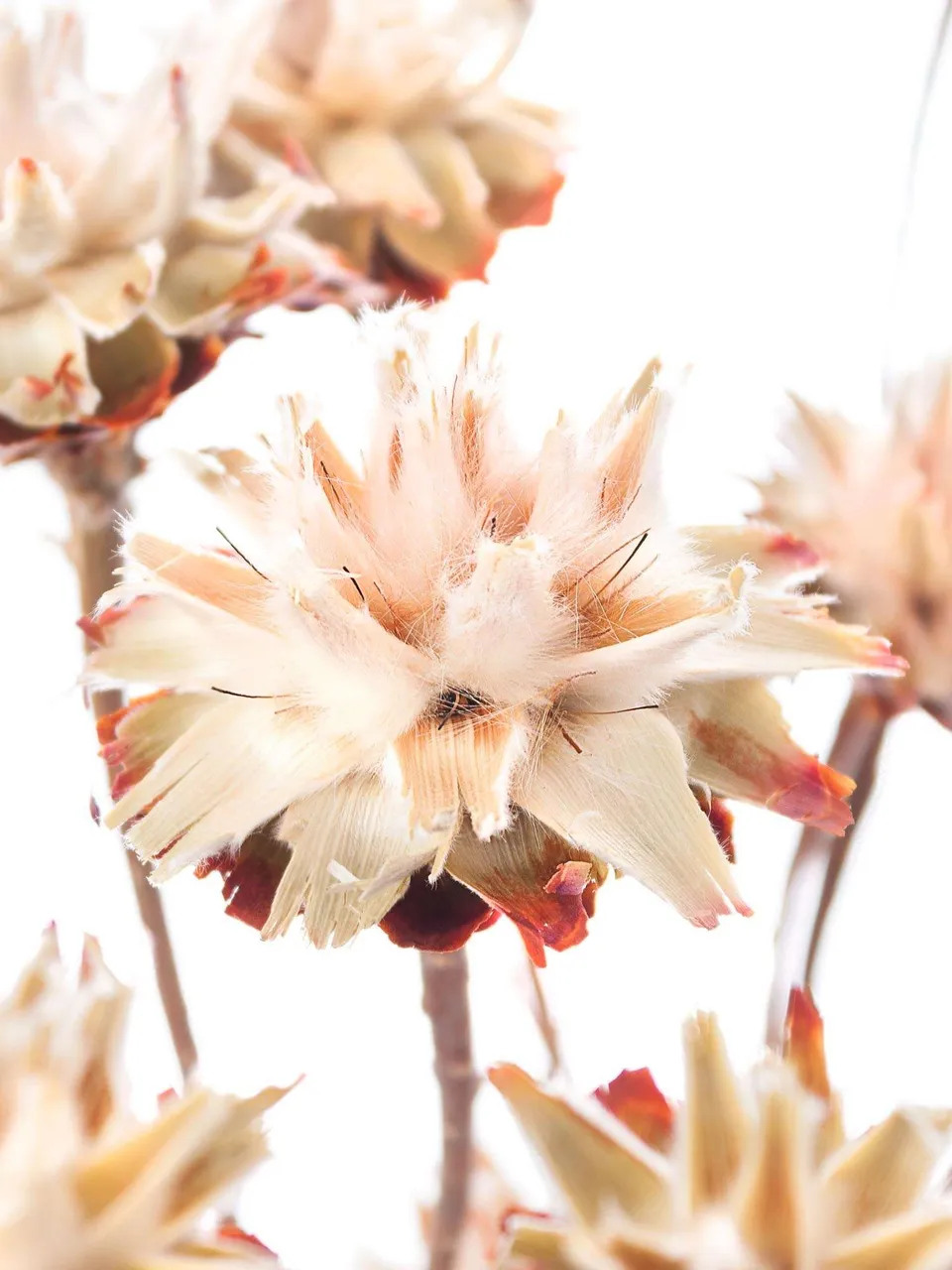 blumigo-trockenblumen-leucospermum-plumosum-creme image 1