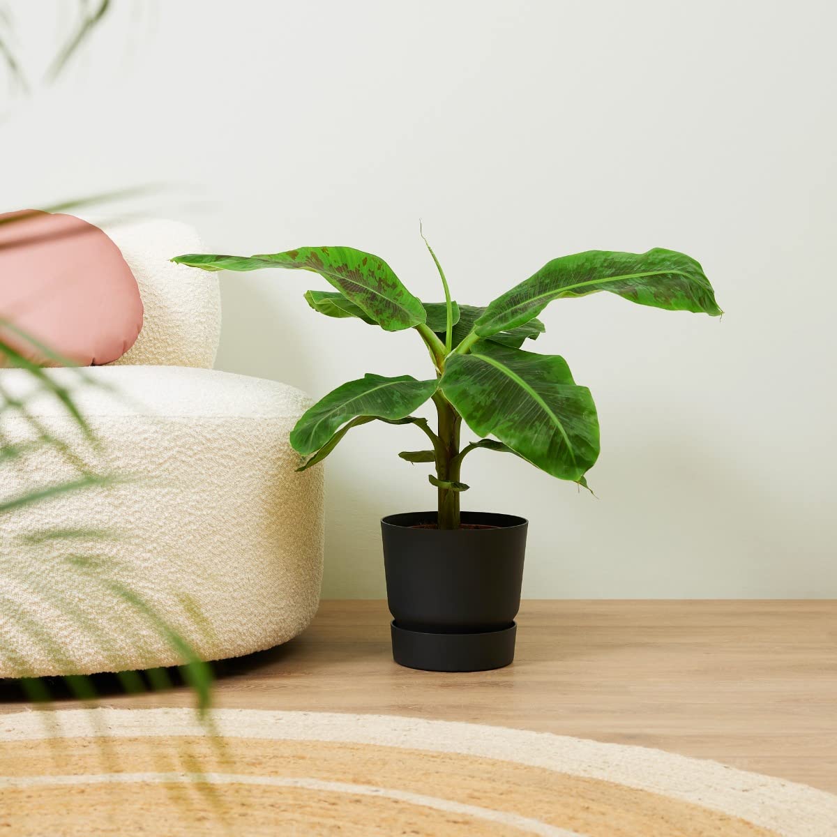 plnts-rareplnts-musa-dwarf-cavendish-bananenpflanze-90cm image 8
