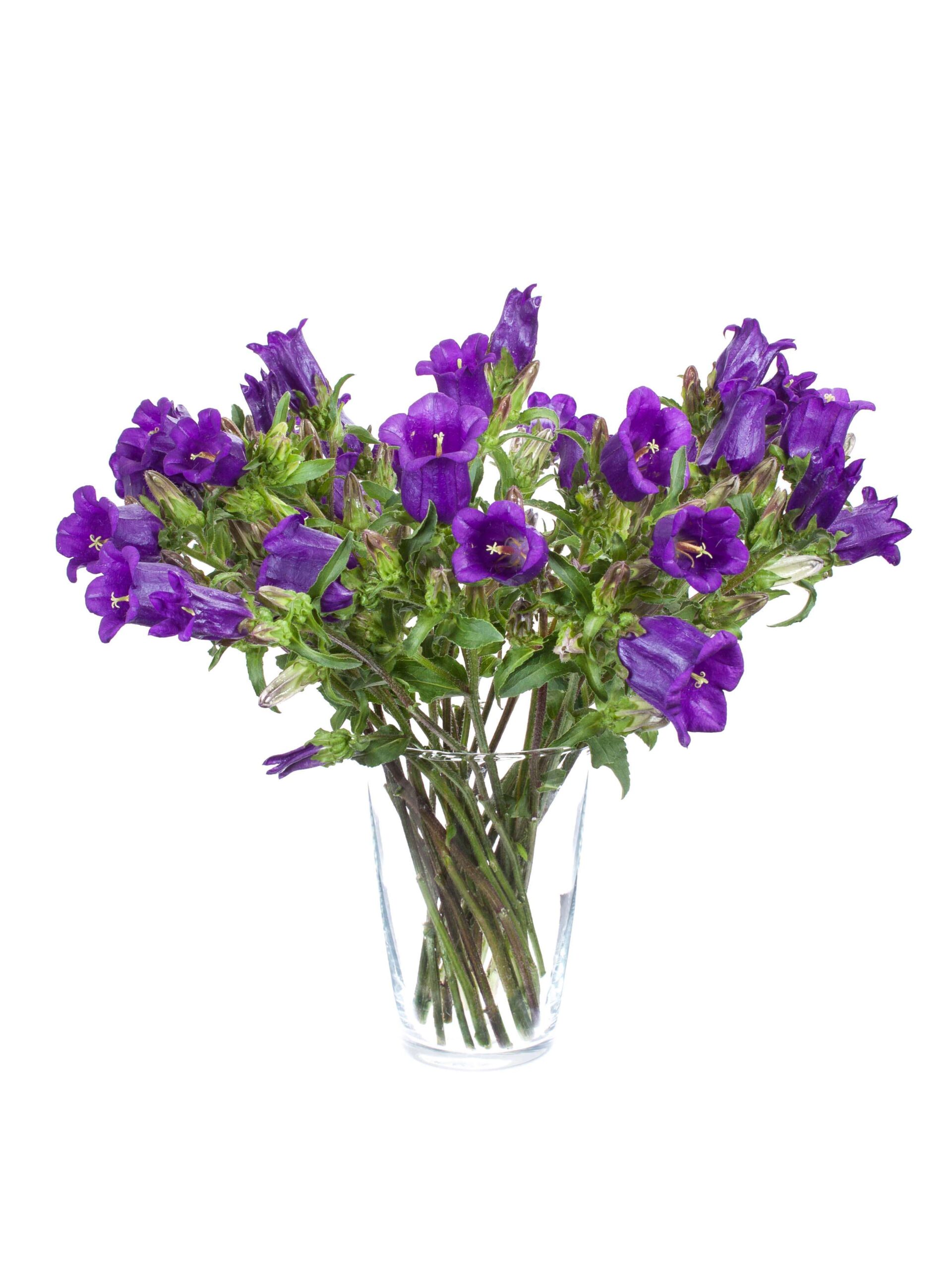 blumigo-glockenblumen-champion-blue-glockenblume-lila-stiel image 2