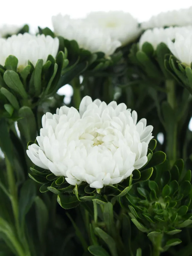 blumigo-sommerastern-wei-schnitt-astern-herbstdeko-frisch image 1