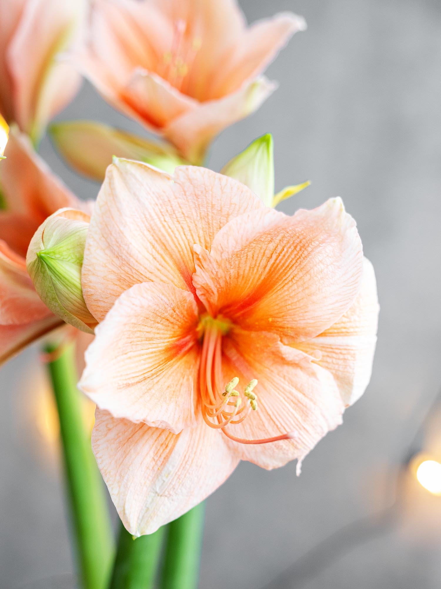blumigo-amaryllis-rilona-schnittblume-apricote image 3