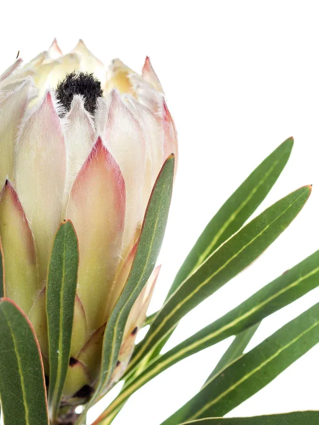 blumigo-proteen-protea-white-night-wei-schwarz-blume image 1