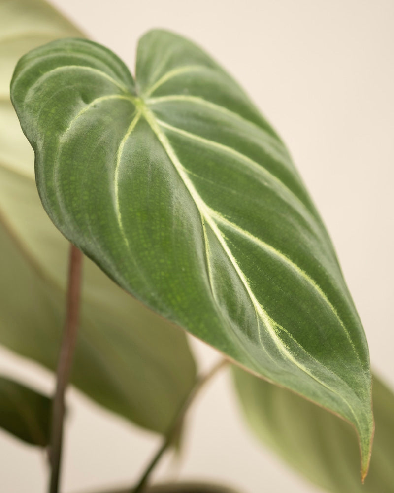 feey-variado-philodendron-gloriosum-zimmerpflanze-ohne-bertopf image 2