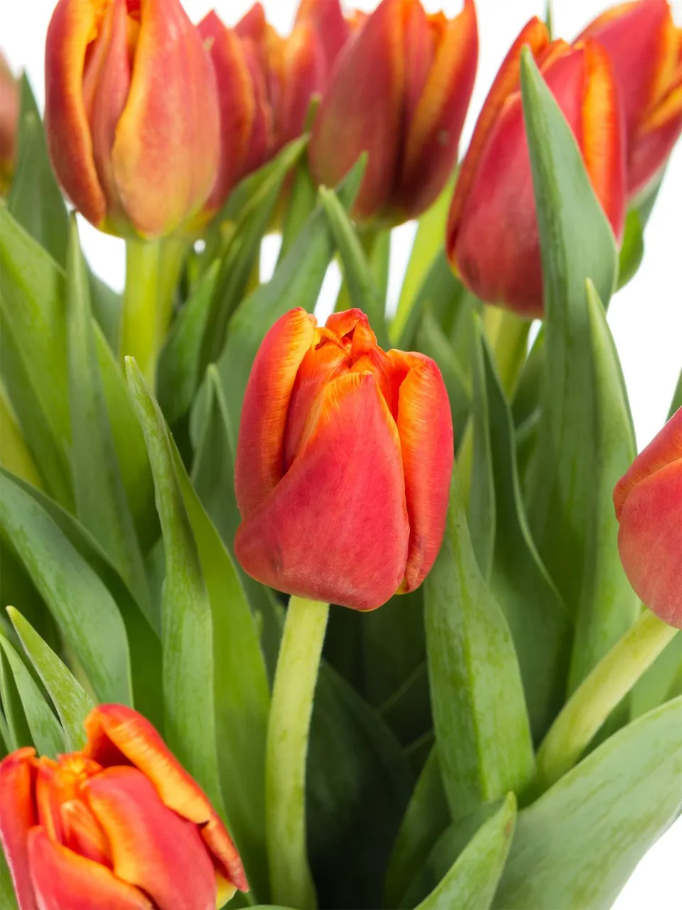 blumigo-tulpen-high-roler-tulpe-orange-rot-gef-llt image 1