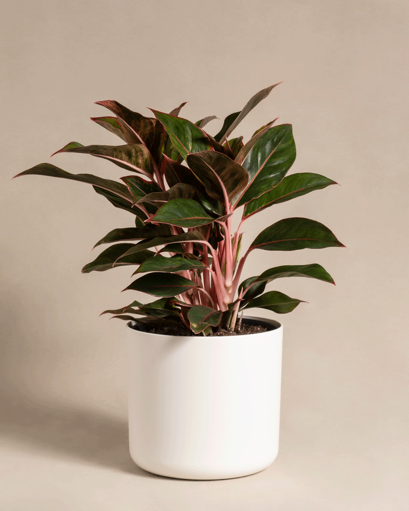feey-variado-aglaonema-jungle-red-zimmerpflanze-gro-rot image 8