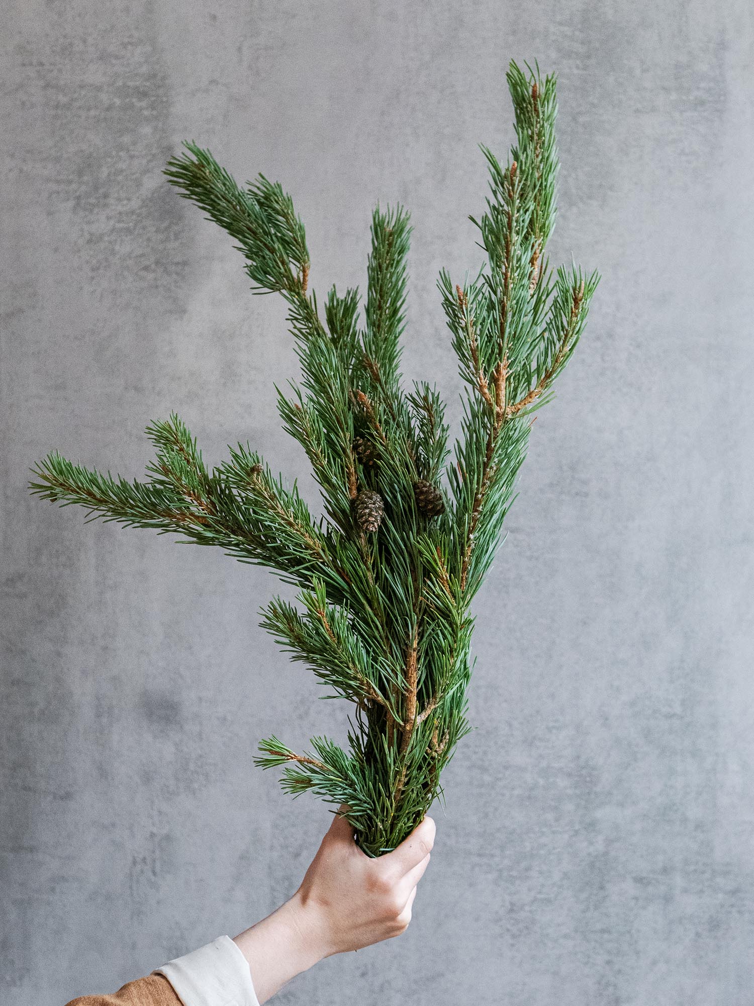 blumigo-winterliches-gr-n-pinus-mugo-kiefer-frisch image 1