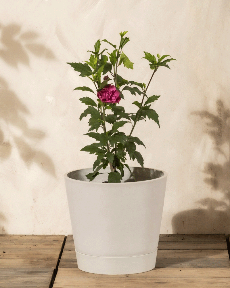 feey-amsterdam-pinker-hibiskus-strauch-winterhart-1-2-m image 4