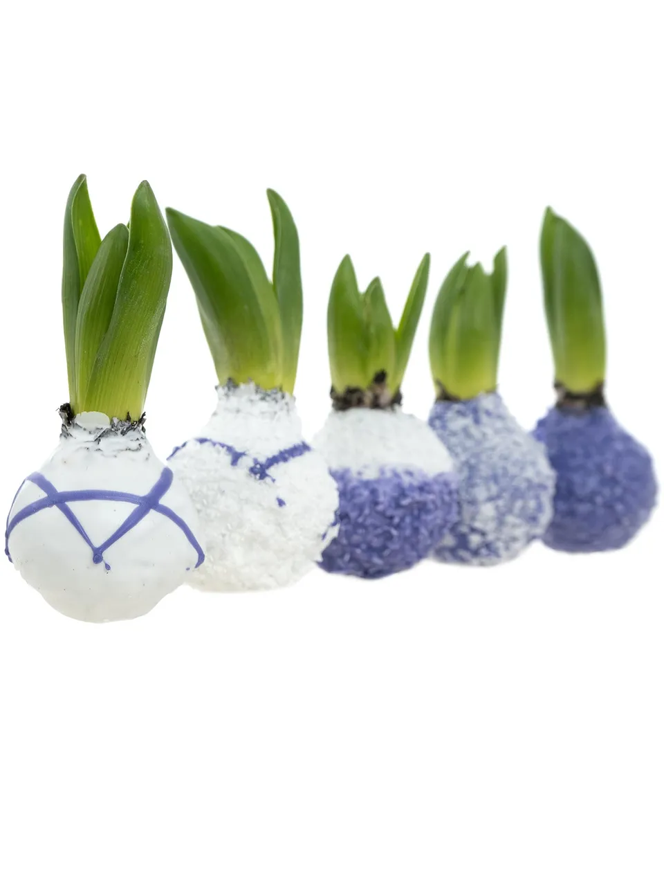 blumigo-fr-hlingsknollen-hyazinthenknollen-violett-gewachst image 1