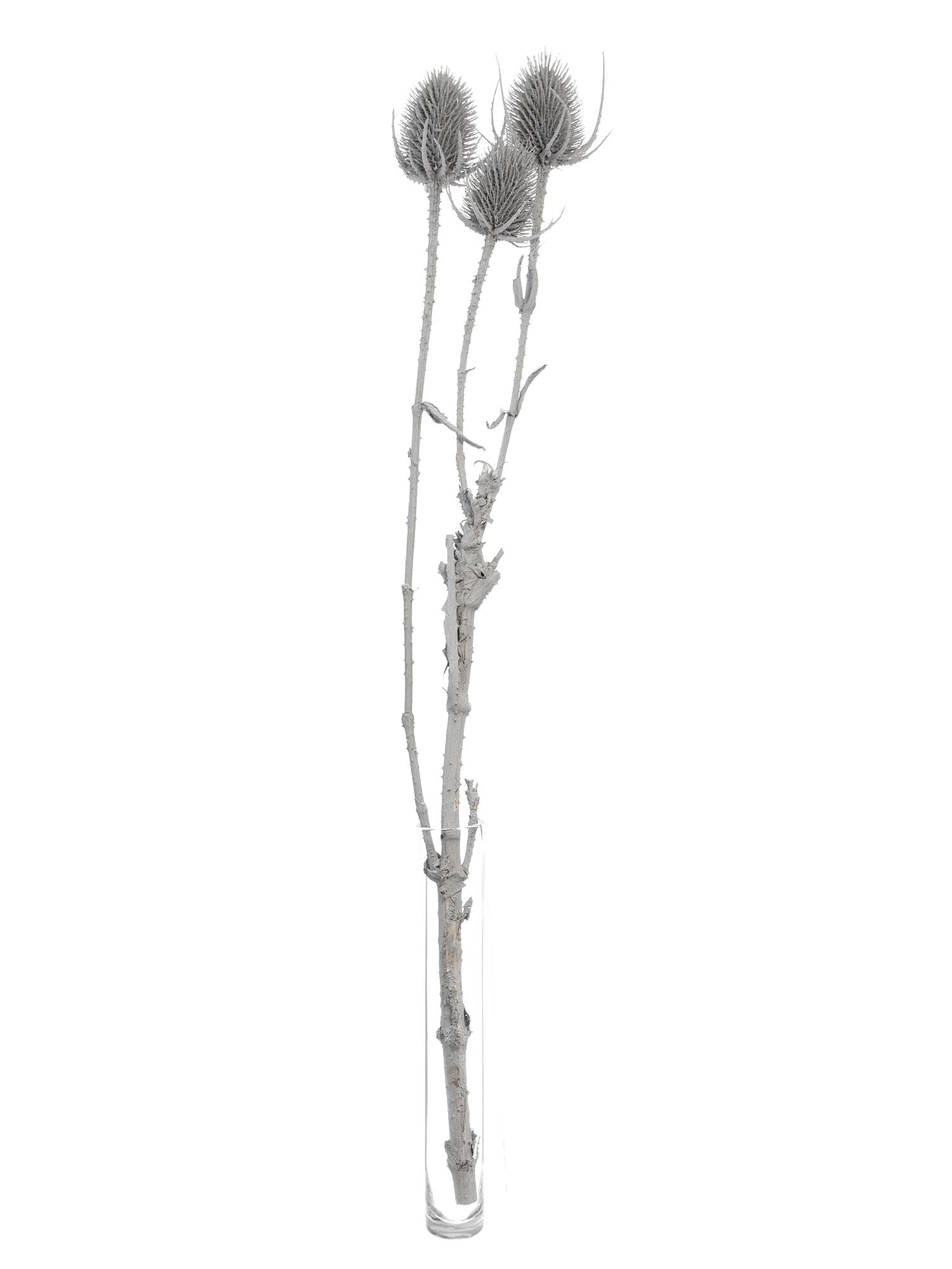 blumigo-wilde-karde-dipsacus-grau-getrocknet image 3