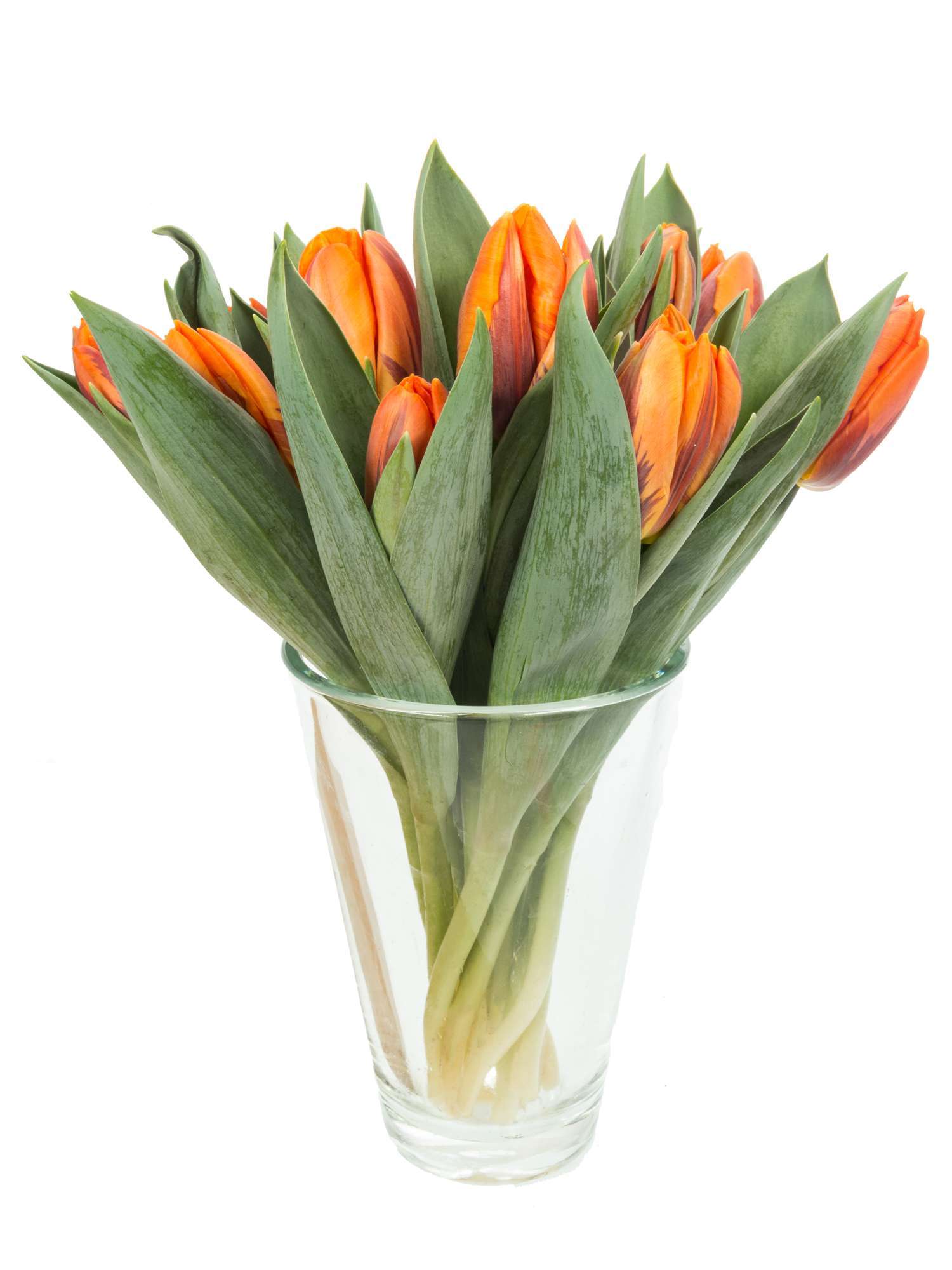 blumigo-tulpen-princess-irene-schnittblumen-orange image 2