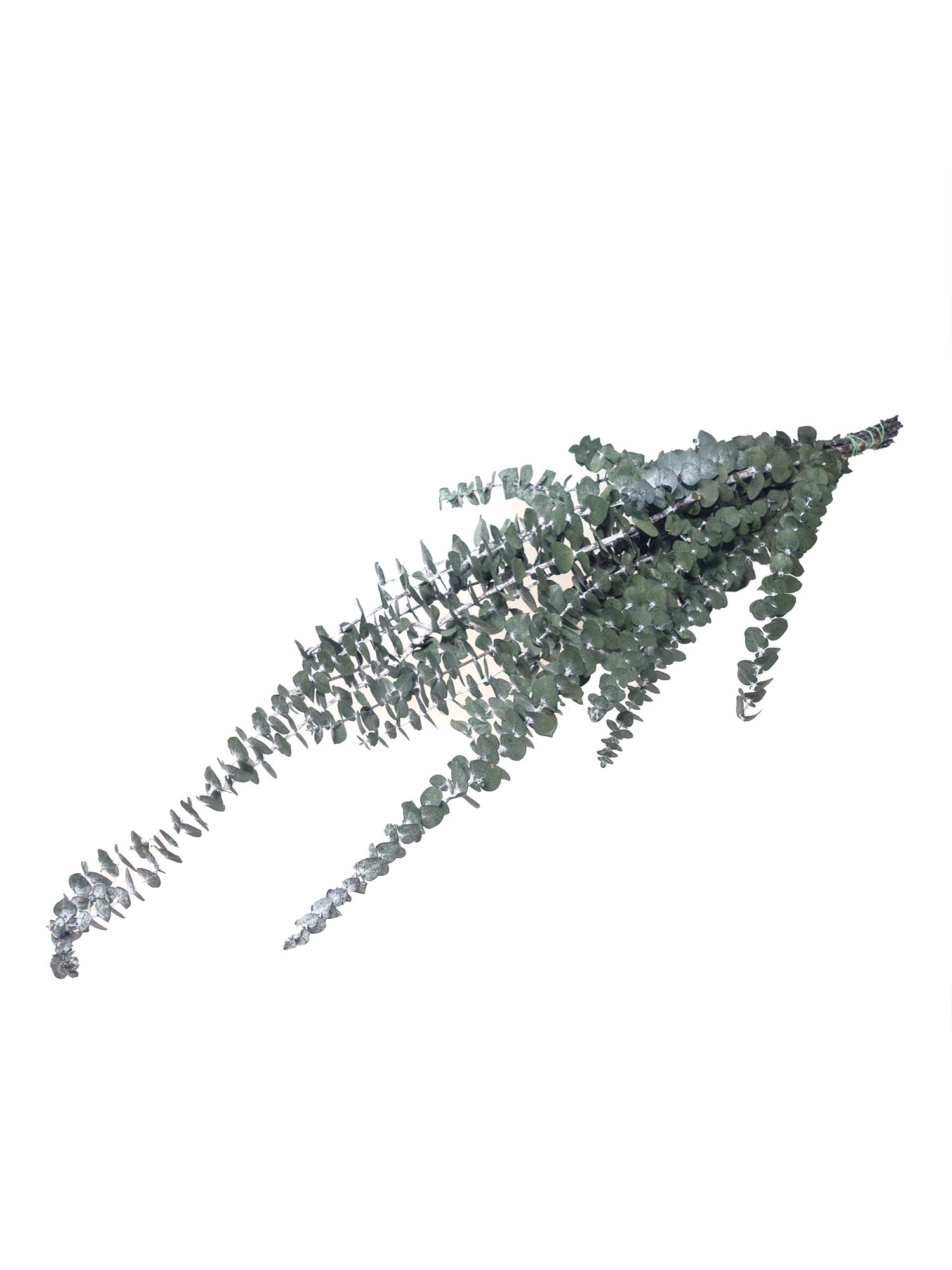 blumigo-trockenblumen-eukalyptus-baby-blue-trockenstrau-gr-n image 4
