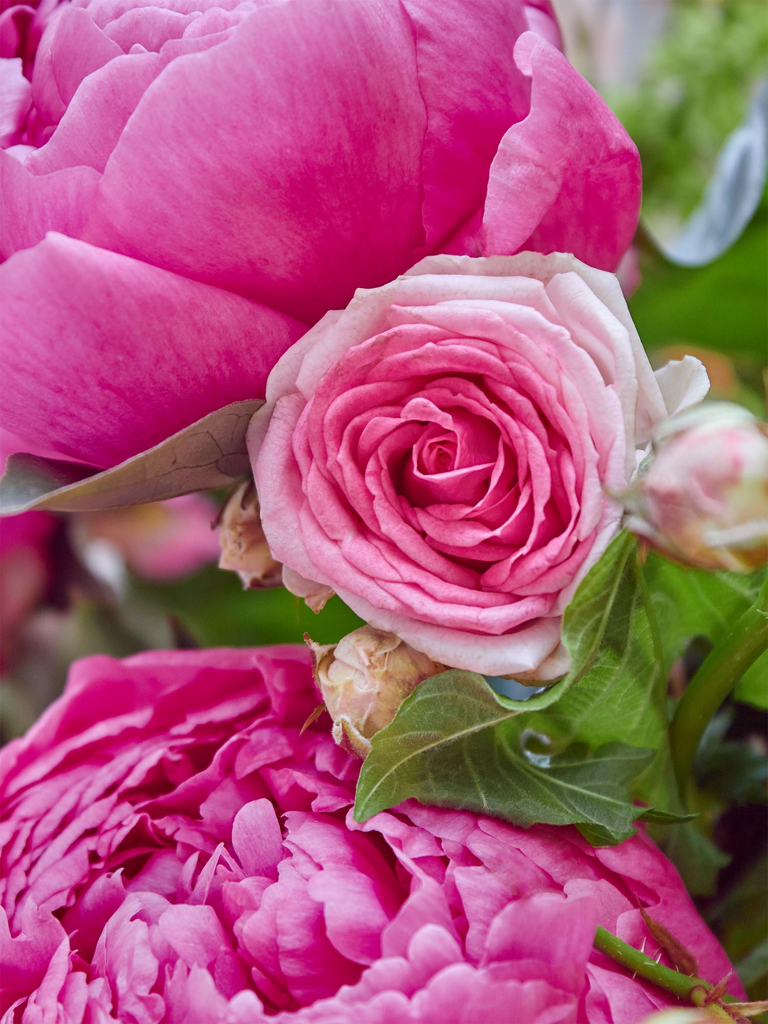 blumigo-juicy-candy-bouquet-blumenstrau-bunt-rosa image 3