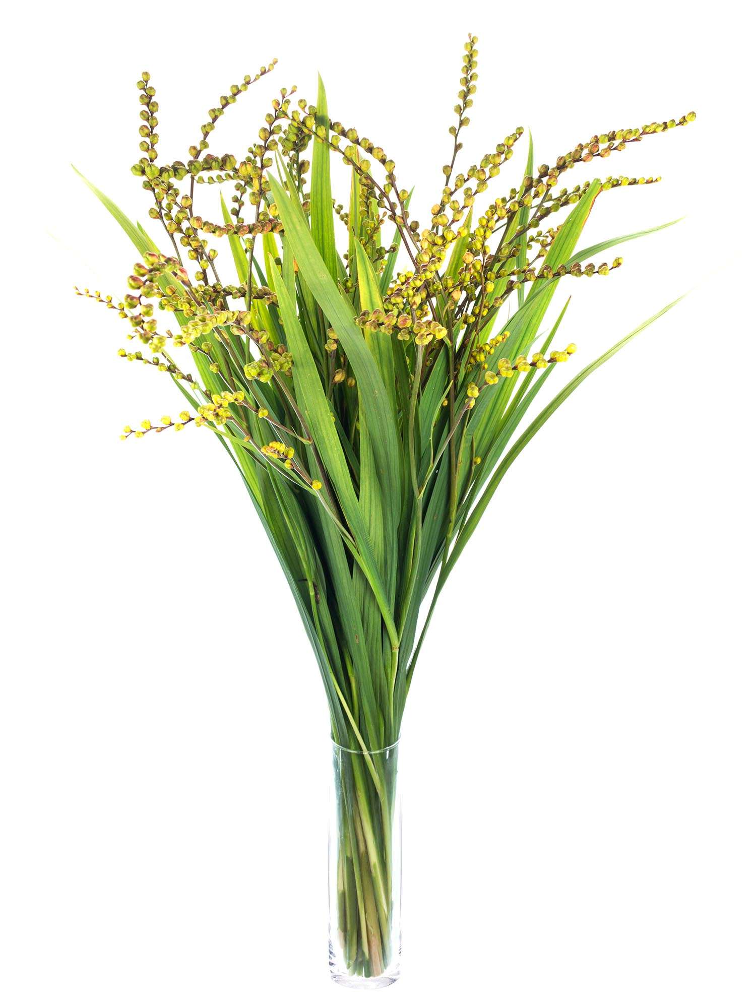 blumigo-blattwerk-crocosmia-fruchtst-ngel-gr-n-gelb-stiel image 2