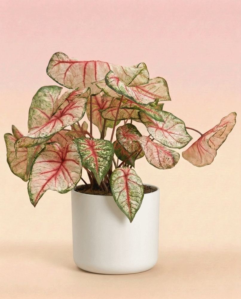 feey-variado-caladium-rhapsody-zimmerpflanze-ohne-topf image 6