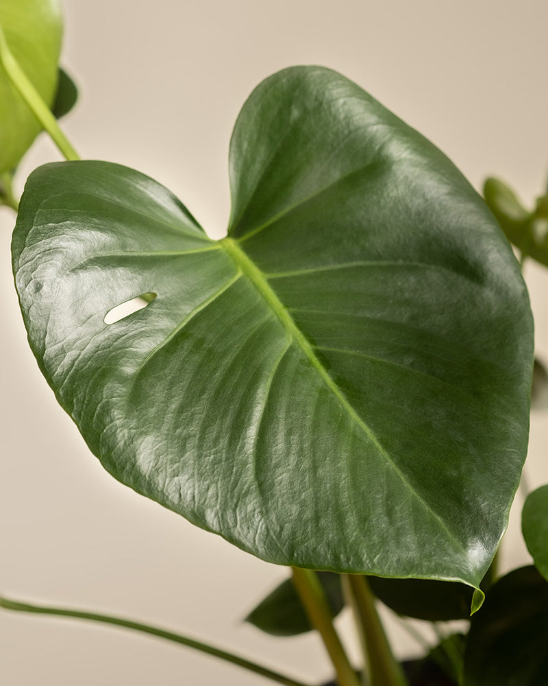 feey-variado-gro-e-monstera-zimmerpflanze-ohne-bertopf image 8