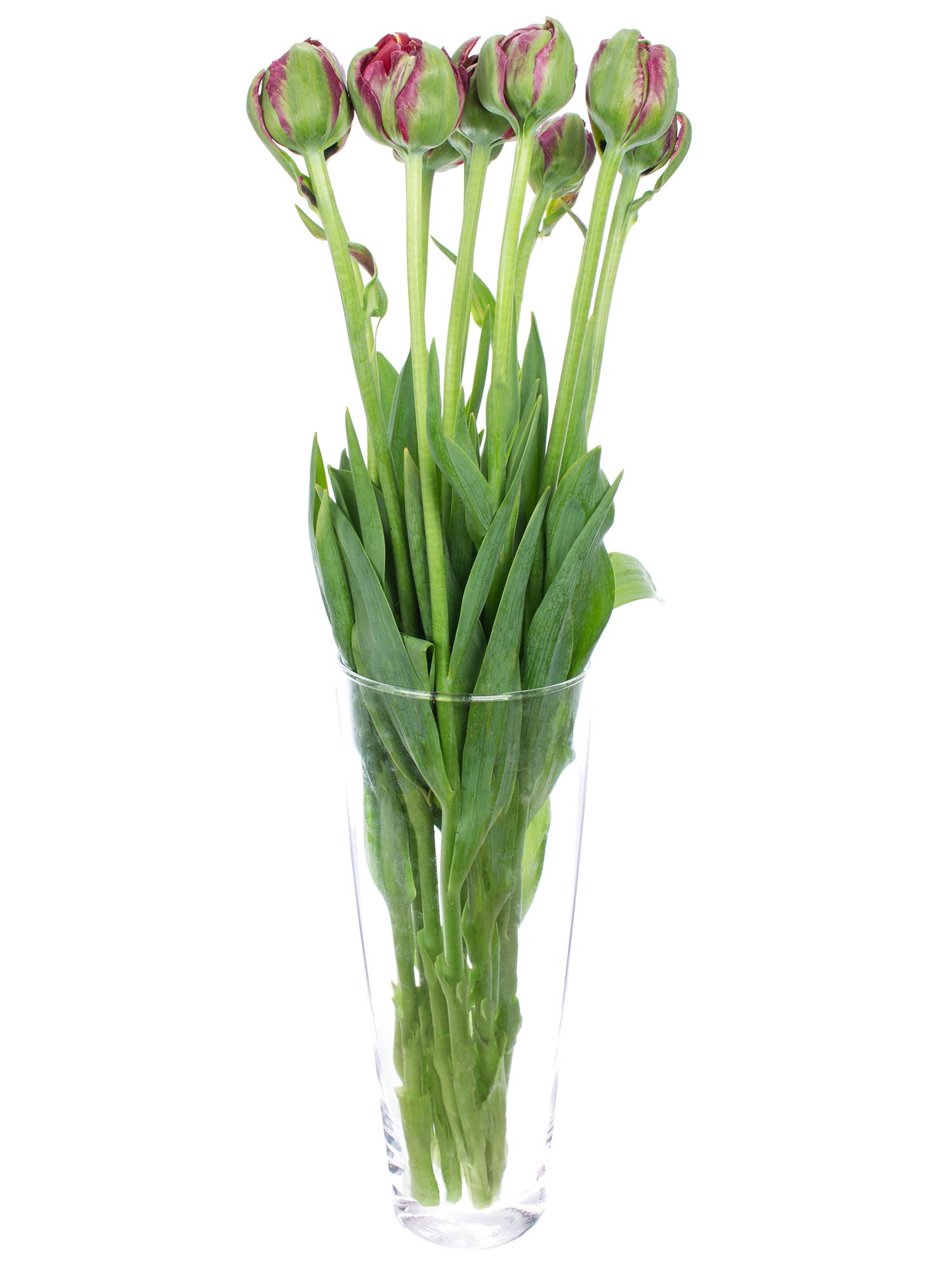 blumigo-tulpen-emblazon-dunkelrot-gef-llt-franz-sisch image 2