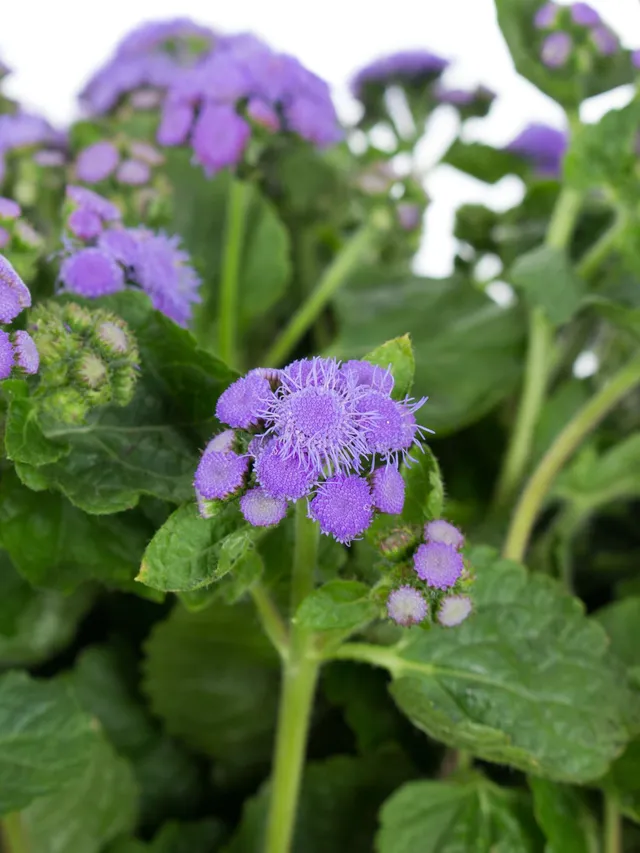 blumigo-ageratum-blue-horizon-blau-violett-schnittblume image 1