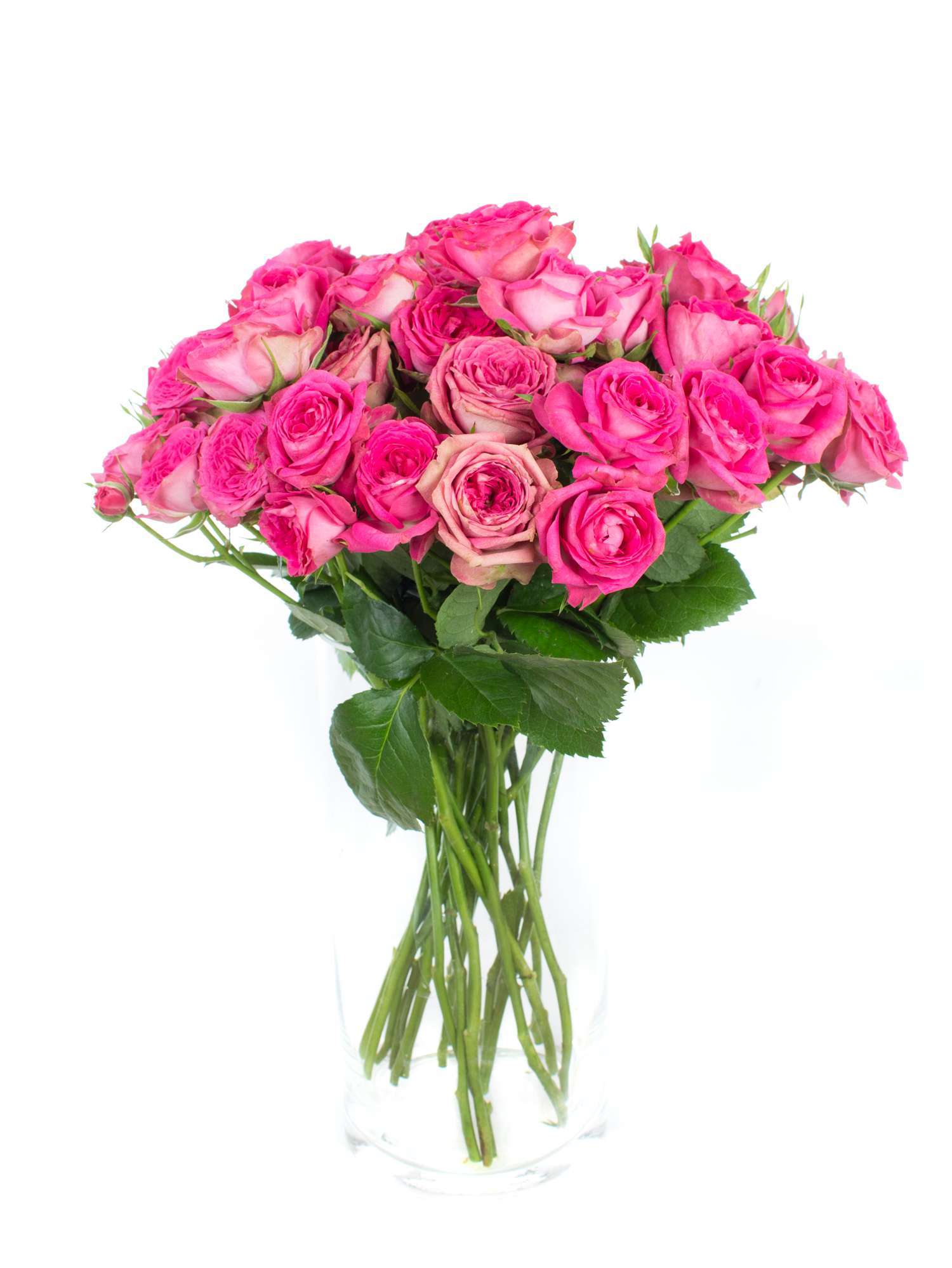 blumigo-magic-pepita-rosen-verzweigt-pink-stiel image 2