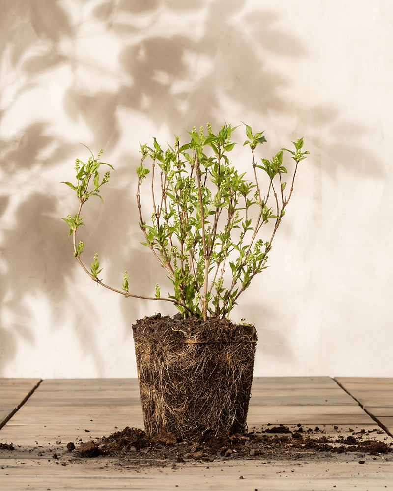 feey-amsterdam-deutzia-gracilis-bl-tenstrauch-ohne-topf image 3