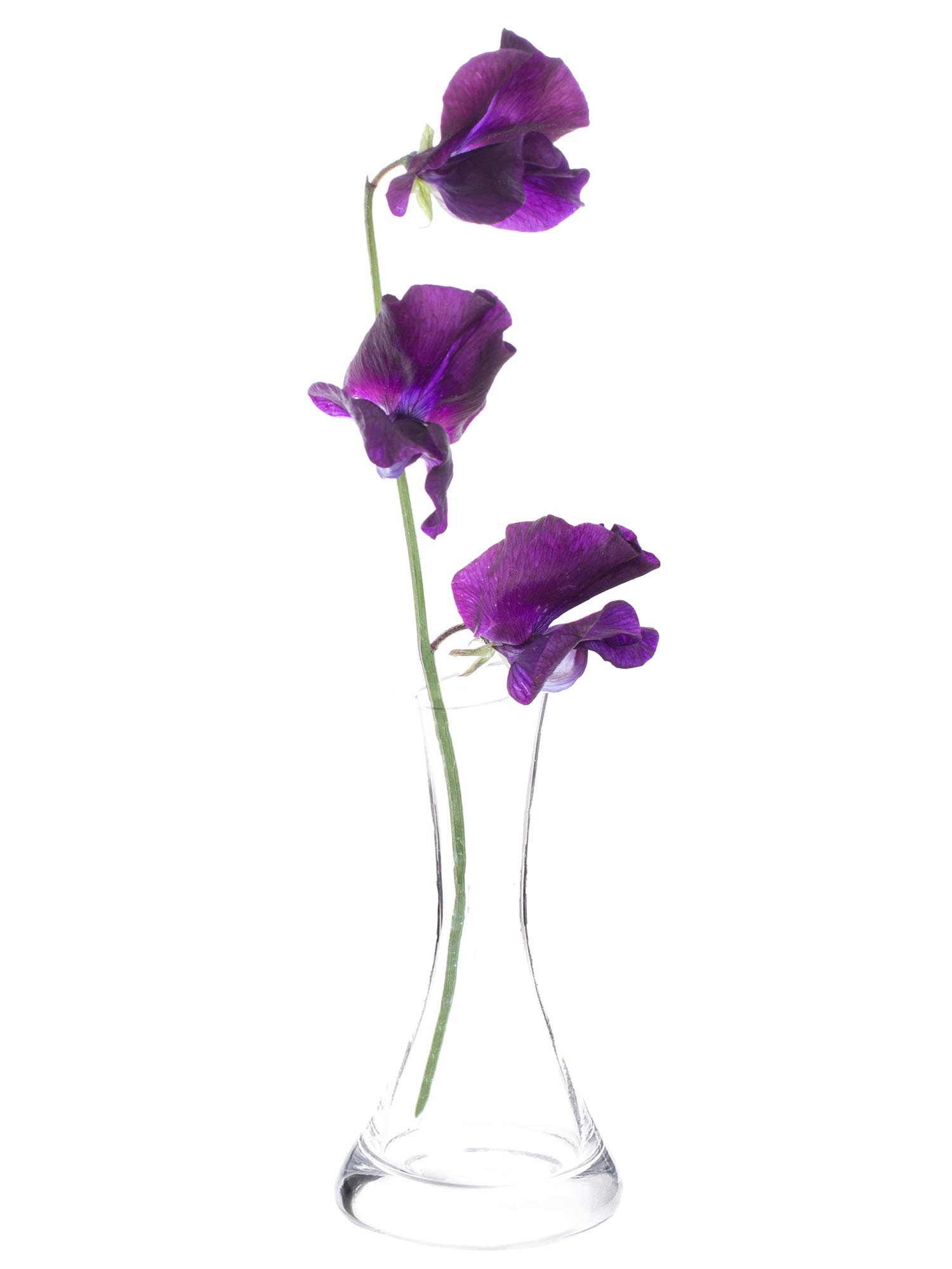 blumigo-wicken-sunshine-navy-schnittblumen-violett-duftend image 3