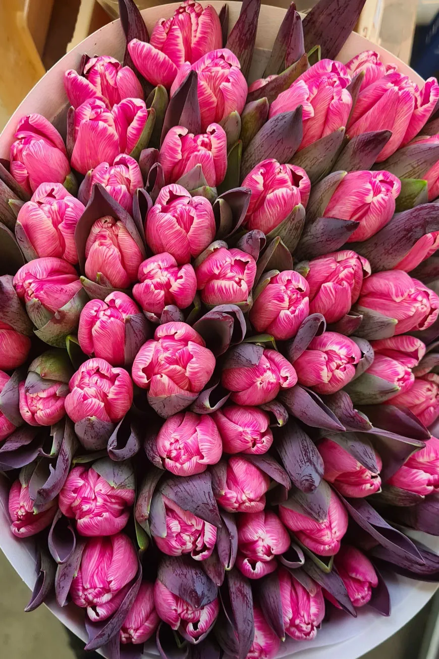 blumigo-flirty-pink-tulpen-pink-painted image 1