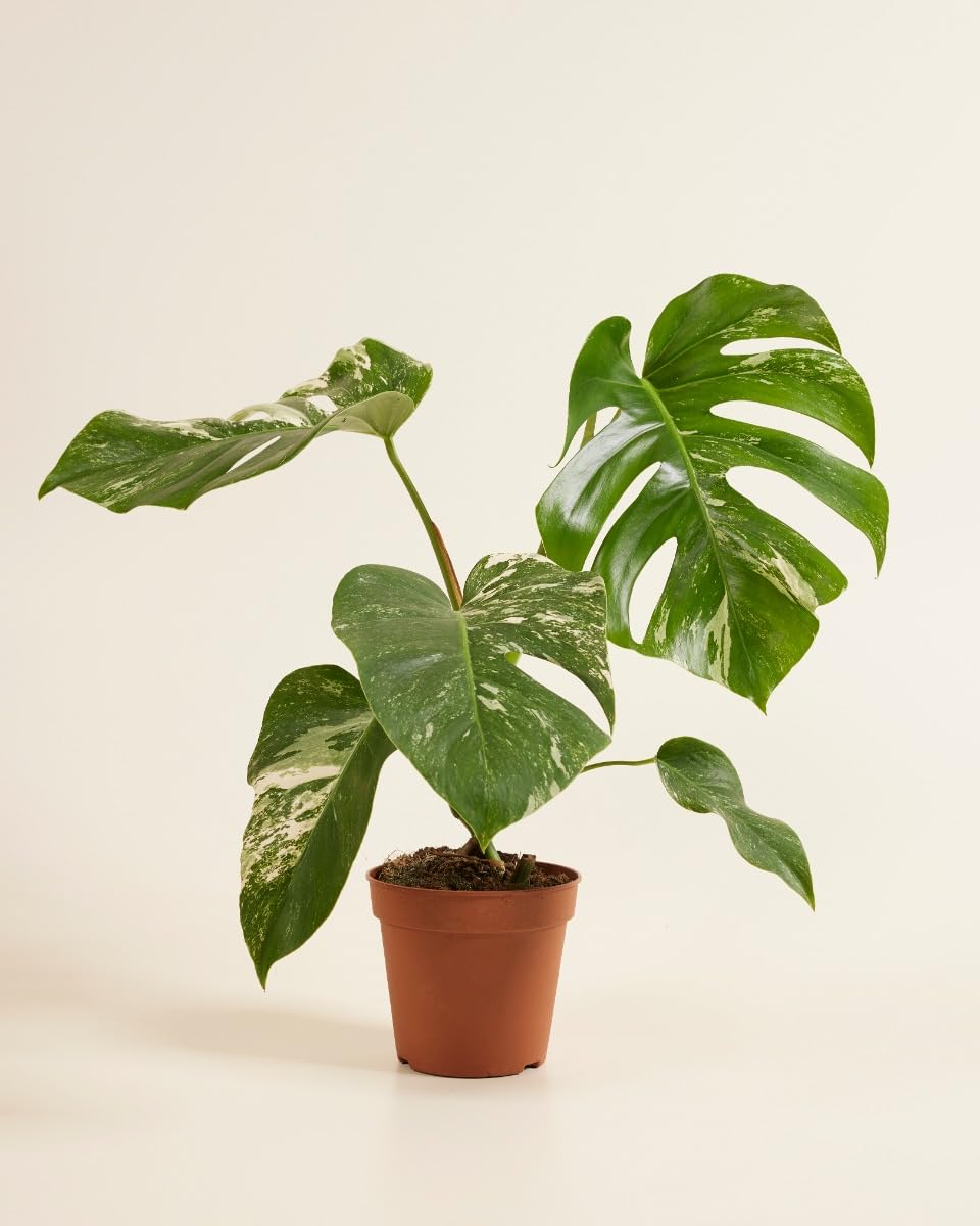 plnts-rareplnts-monstera-deliciosa-variegata-fensterblatt-40cm image 4