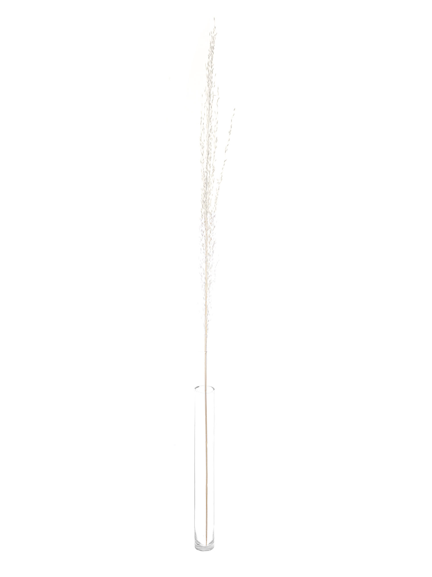 blumigo-trockenblumen-amazongras-getrocknet-wei-creme-gebleicht image 3