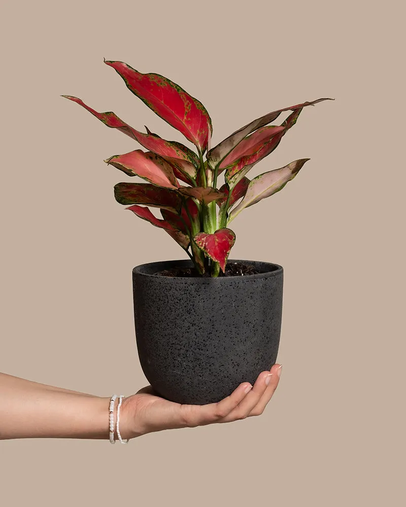 feey-aglaonema-cherry-baby-zimmerpflanze-klein-rot image 1