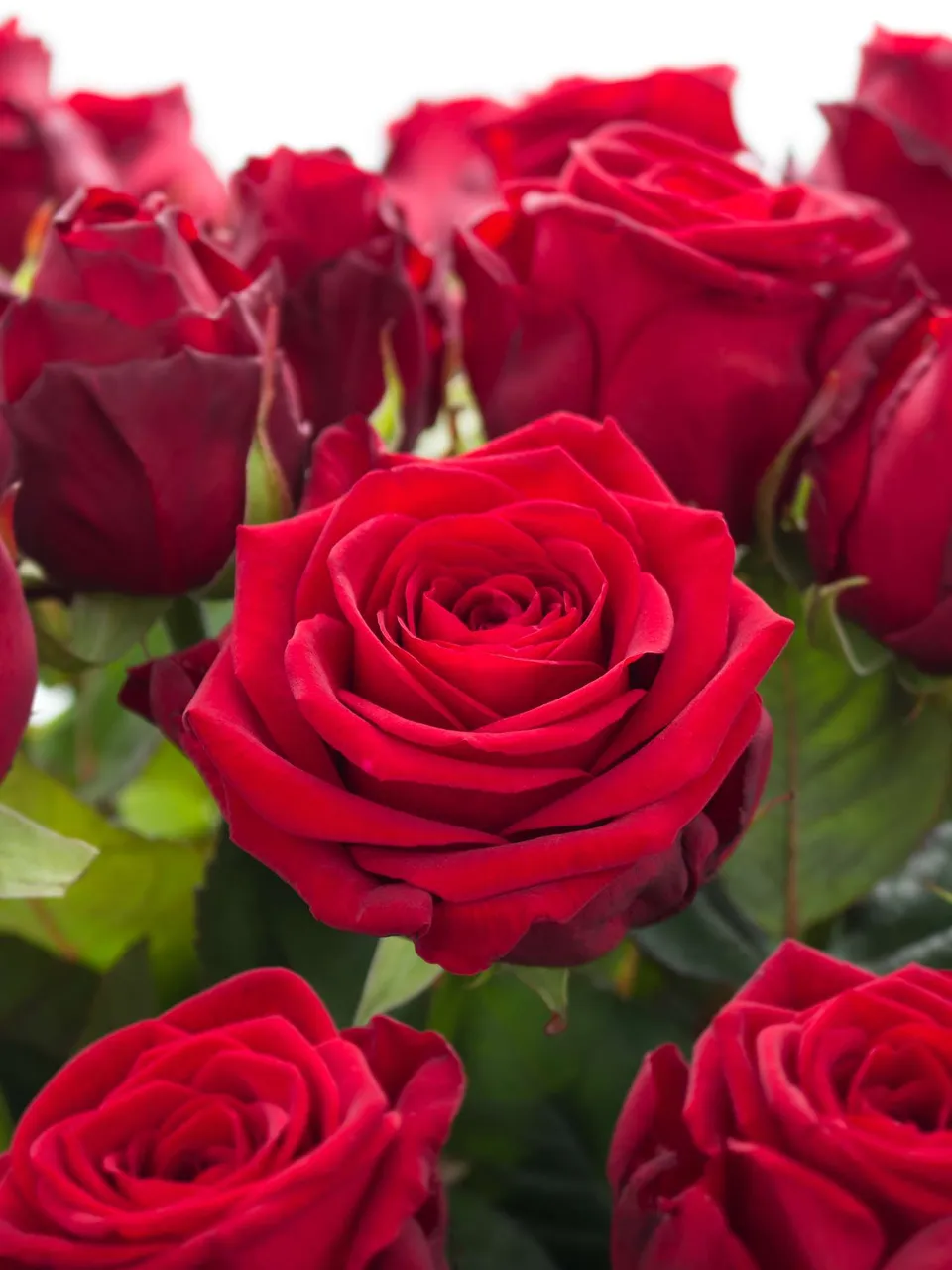 blumigo-rosen-20-rote-premium-rosen-langstielig image 1