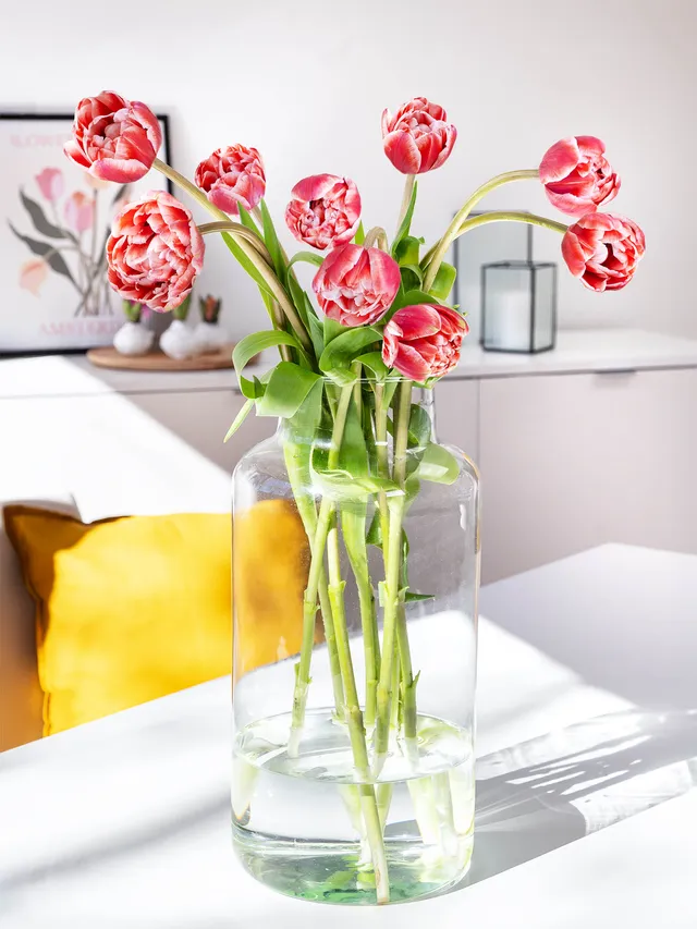 blumigo-tulpen-drumline-gef-llt-schnittblume-pink-creme-1-stiel image 1