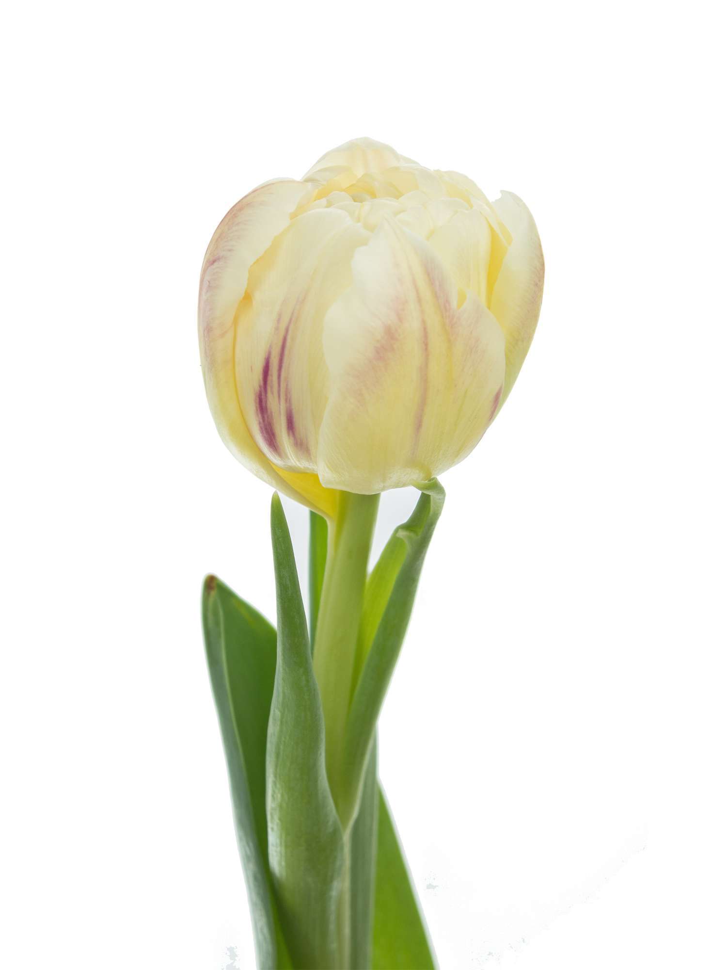 blumigo-tulpen-flaming-margarita-gef-llte-tulpe-creme-lila image 4